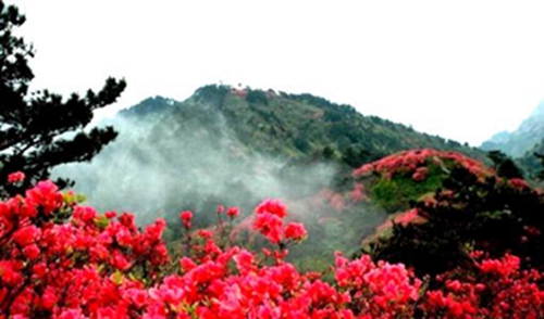 Yunmeng Mountain Azalea Viewing